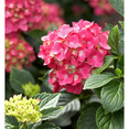 thumbnail image 6 of Red Hydrangea Plant, Hardy Flowering Shrub with Vibrant Red Blooms - 2 Gallon, 6 of 7