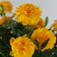 thumbnail image 6 of Expert Gardener 1G Yellow Marigold Hybrid Live Plants Decorative Pot Sun Pollinator, 6 of 6