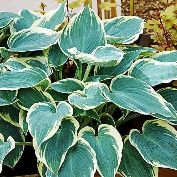 El Nino Hosta Flower Root - Grows Great in Shade - Attracts Butterflies and Hummingbirds - Grows Well In Containers - Perennializing - Easy to Grow Live Plants - Outdoor Garden