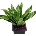 thumbnail image 3 of 12 Pack Live Janet Craig Compacta Dracaena, Dwarf Dracaena, Indoor Potted Houseplant, Office Gift, Gardener Birthday Gift, Housewarming Gift, Sympathy Gift in 3" Pot, 3 of 5