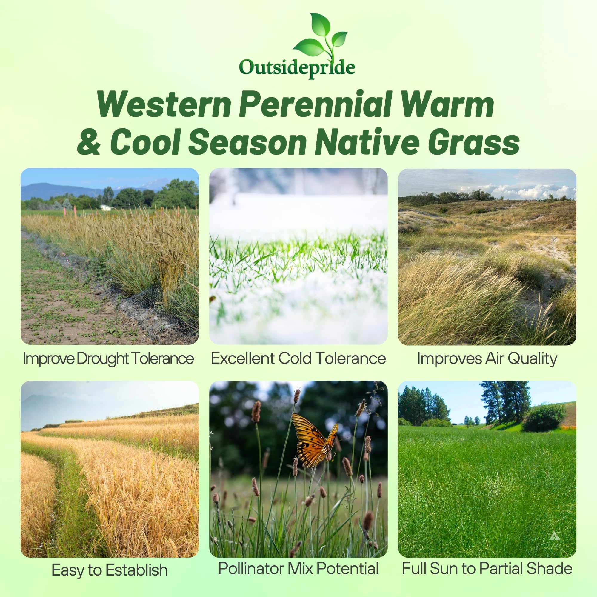 Outsidepride 1 lb. Perennial Western Native Grass Seed Mix of Warm & Cool Season Grasses