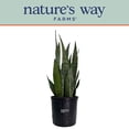 thumbnail image 5 of Nature's Way Farms Sansevieria Zeylanica Live Plant (25-30 inches tall) in growers pot, 5 of 5