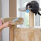 thumbnail image 4 of Teaser de gatos colgantes Pega una pelota, 4 of 5