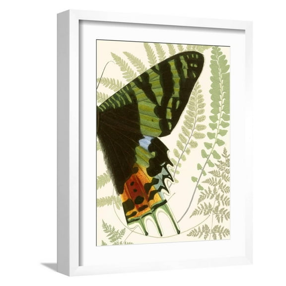 Art.com Butterfly Symmetry II Art Print by Vision Studio, White Frame Wall Art, 17" x 21"
