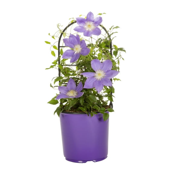 Expert Gardener 1.5gal Purple Clematis Live Perennial Plant Sun