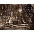thumbnail image 2 of Watkins, Carleton 18x15 Gold Ornate Wood Framed with Double Matting Museum Art Print Titled - The Grizzly Giant - 33 feet diameter - with Galen Clark, MariVintagea Grove, Yosemite, California,, 2 of 4