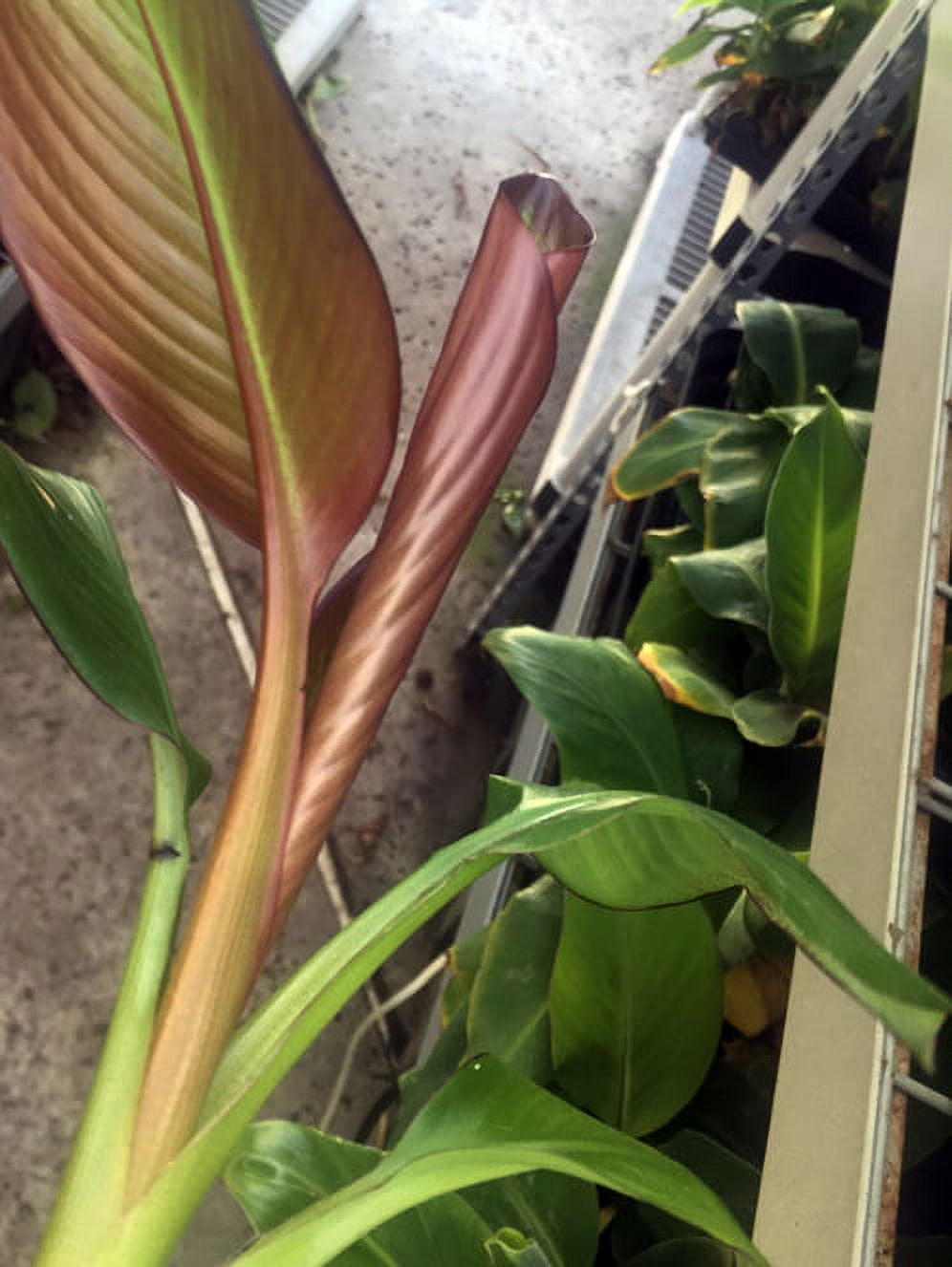 Ensete Maurelii – Red Abyssinian Banana – Cold Hardy Tropical Banana Plant