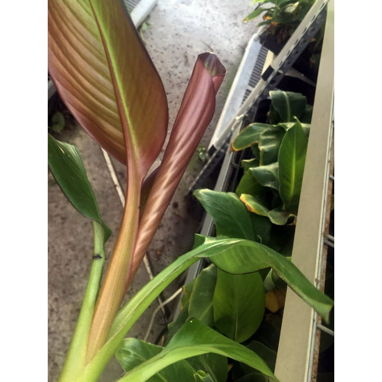Bountiful Garden Nursery, Ensete Maurelii Red Abyssinian Banana Bountiful Garden Nursery, Ensete Maurelii Red Abyssinian Banana