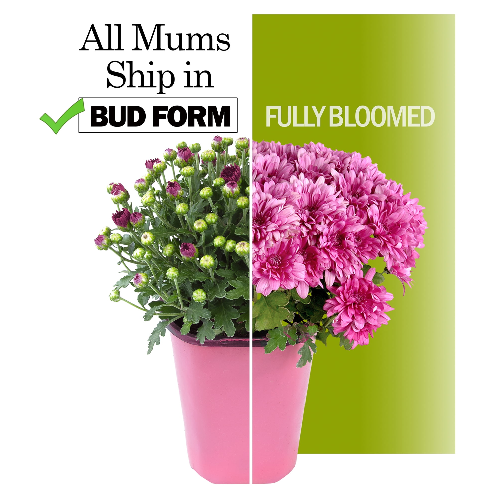 Better Homes & Gardens 1.5G Bronze Mums Live Plant in Decorative Pot, Abundant Color