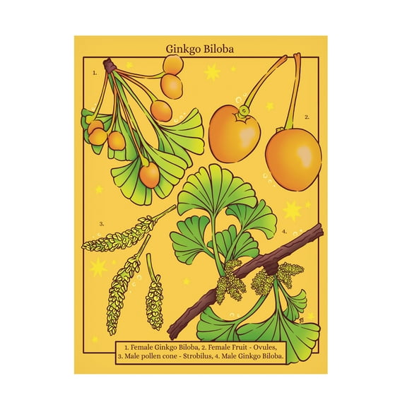 Canvas Wall Art - Rachel Feirman 'Ginkgo Biloba' Wall Art for Living Room, Bedroom, or Office Décor by Trademark Fine Art - 14 x 19 Inches