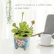 thumbnail image 3 of Simulación de suculentas bonsái, adornos creativos, mesa de comedor de flores, plantas de interior, plantas verdes en macetas, 3 of 5