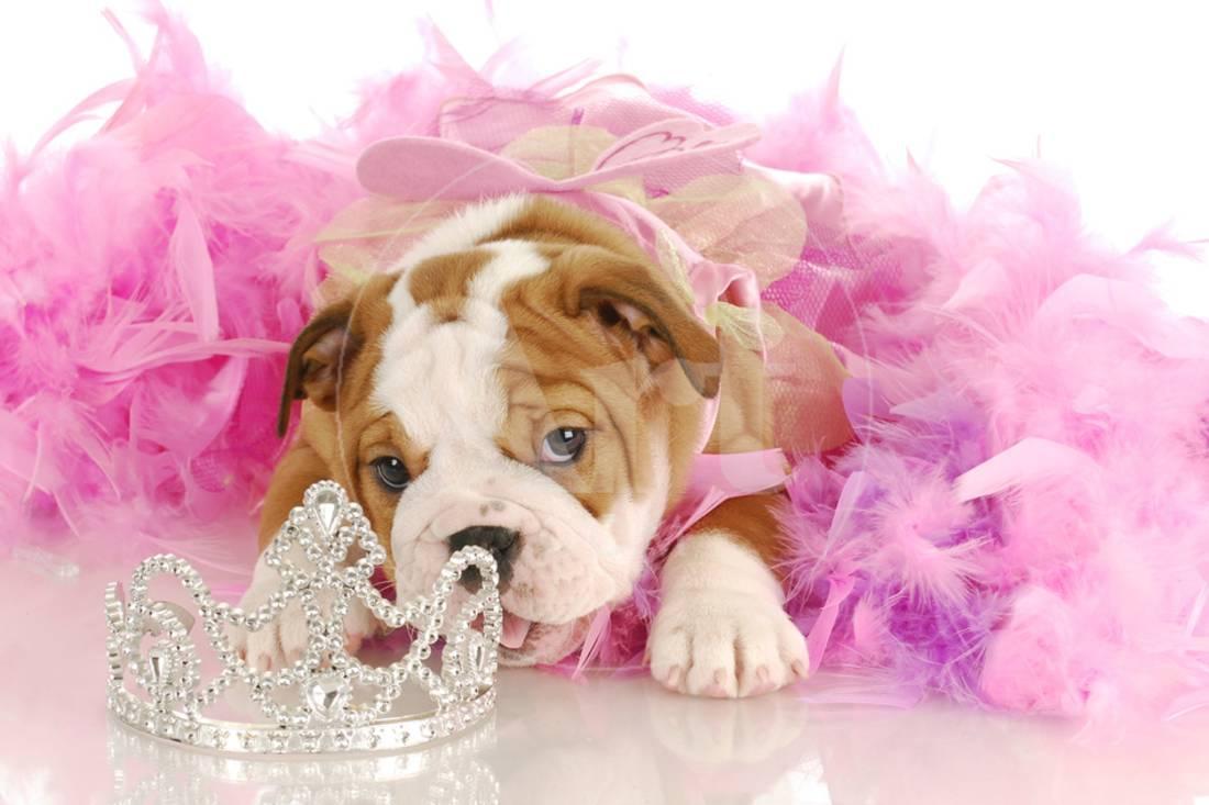 $200 english bulldog puppies