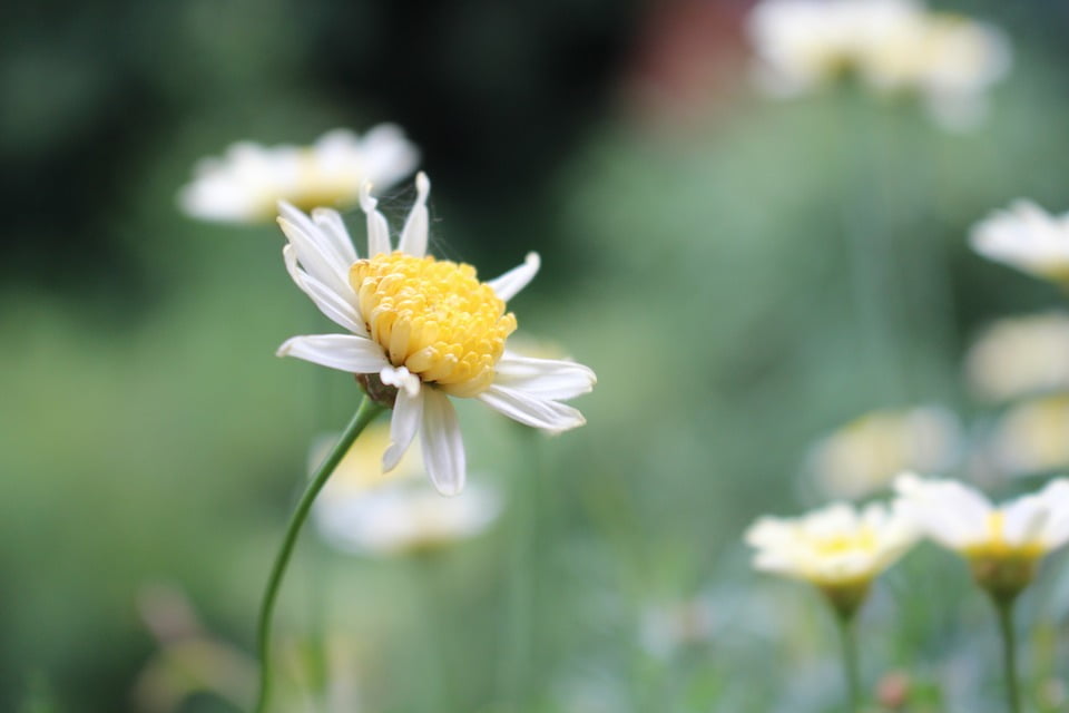 Summer blossom