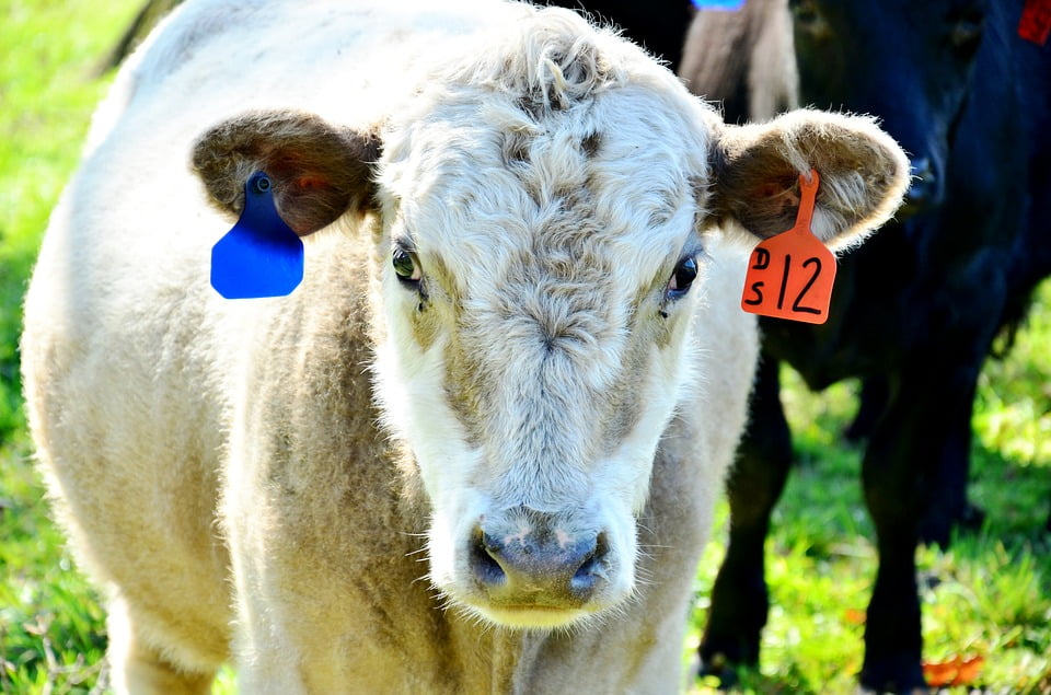 Farm Cow Livestock Agriculture Animal Cattle 20 Inch By 30 Inch farm-cow-livestock-agriculture-animal-cattle-20-inch-by-30-inch