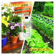 Harris 100% Cold Pressed Filtered Neem Oil & Insecticide/Miticide/Fungicide, 12 oz