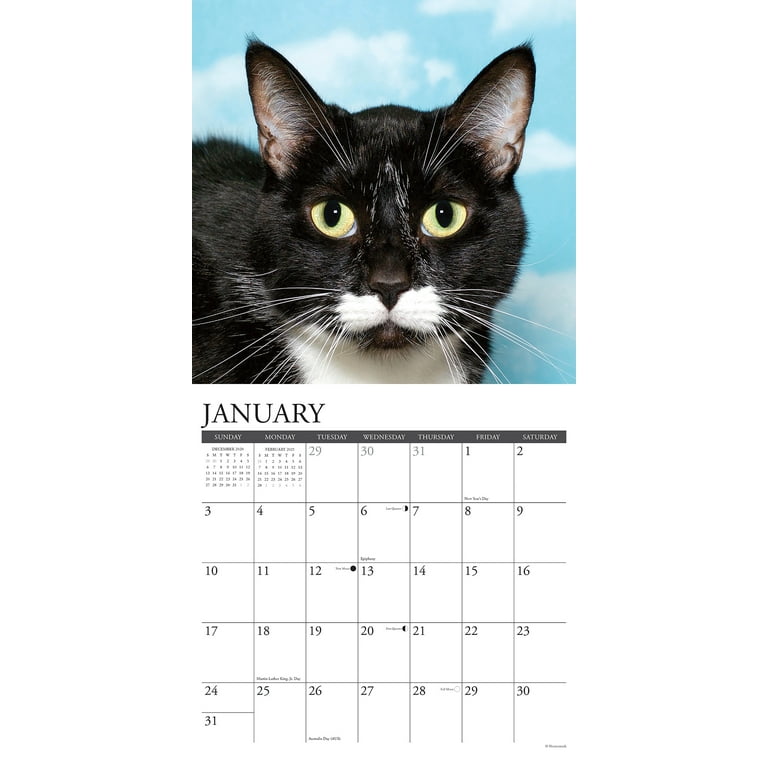 Willow Creek Press 2021 Just Tuxedo Cats Wall Calendar - Walmart.com