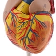 thumbnail image 3 of 1: 1 Modelo de Corazón Emulational Anatomía Viscera Órgano Herramienta de Enseñanza Médica Sunnimix Modelo de corazón humano, 3 of 8