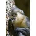 thumbnail image 2 of Looney, Hollice 23x32 White Modern Wood Framed Museum Art Print Titled - Asia-China-Tacheng-Yunnan Black Snub-Nosed Monkey, 2 of 4