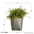 thumbnail image 3 of Expert Gardener Dwarf Mondo Grass (54-Pack) Low-Growing Evergreen Groundcover in 3.25-Inch Grower Pots, 3 of 6