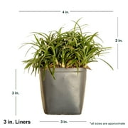 Expert Gardener Dwarf Mondo Grass (18-Pack) Low-Growing Evergreen Groundcover in 3.25-Inch Grower Pots