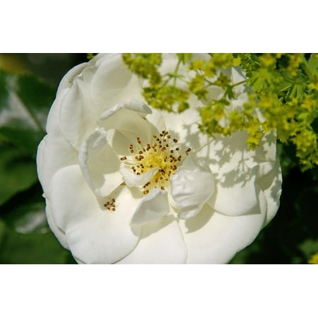 LAMINATED POSTER Ground Cover Rose Stamens Ground Cover Rose White Poster Print 24 x