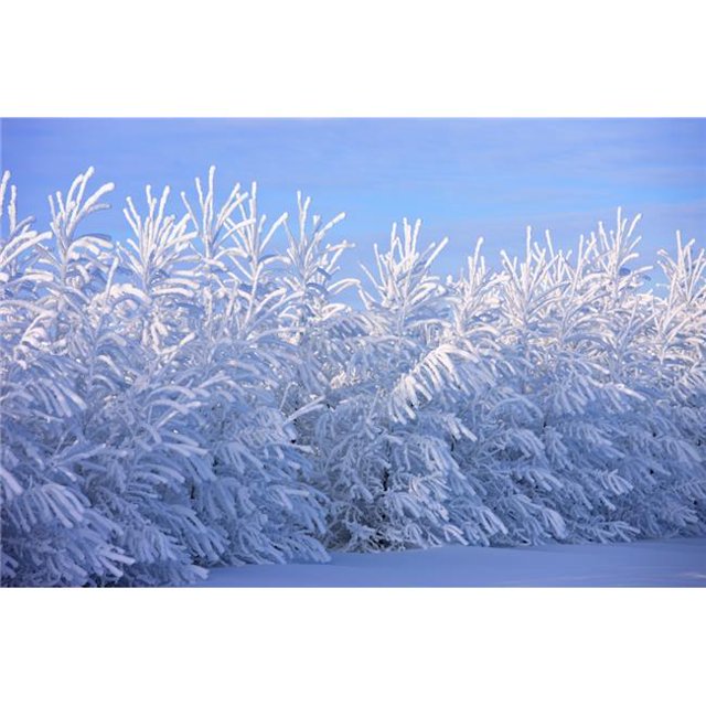 Covered in Snow Poster Print, Large - 36 x 24