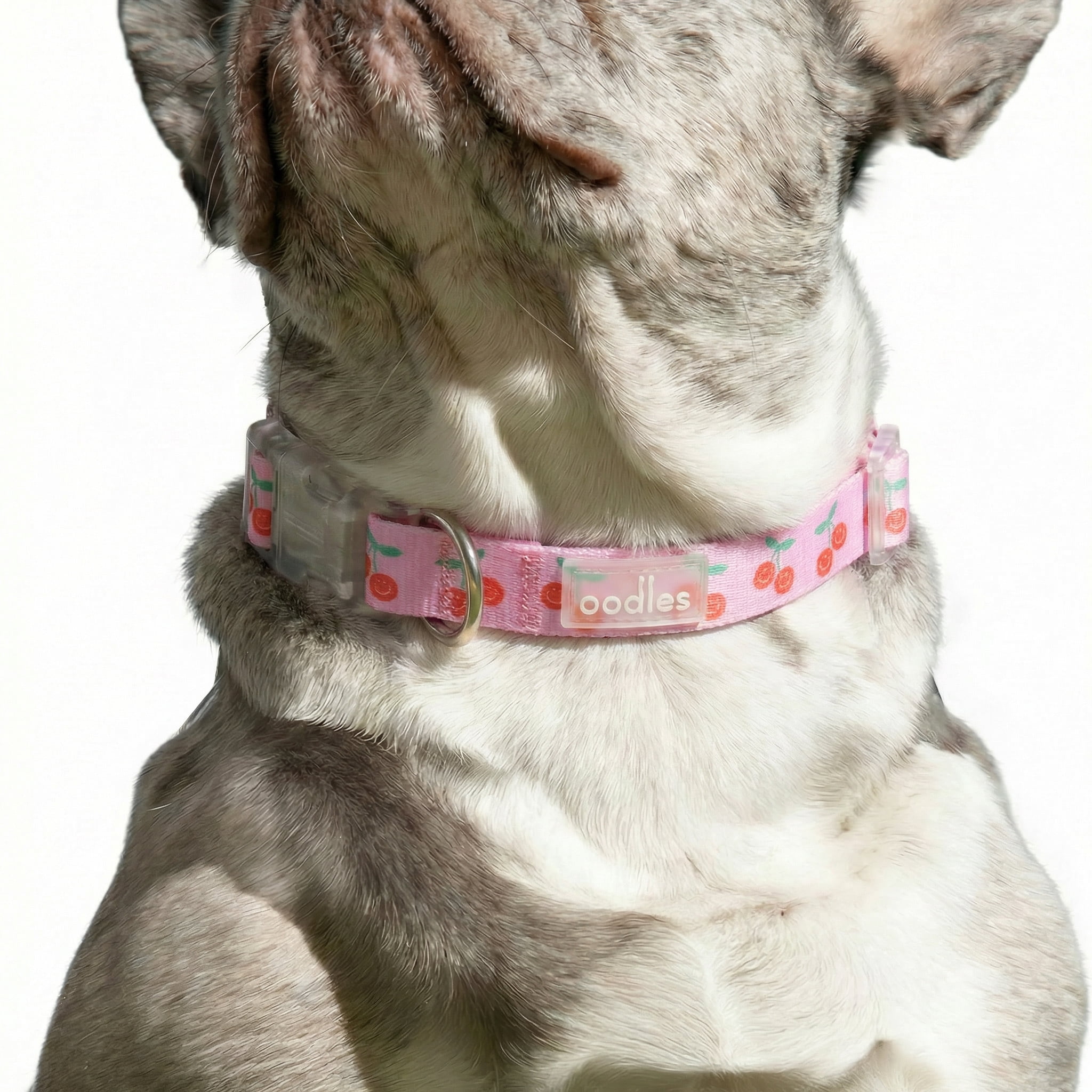 Oodles Polyester Cheeky Cherry Adjustable Fashion Dog Collar, Pink