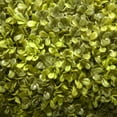 thumbnail image 2 of 4 ft. Boxwood Three-Ball Topiary, 2 of 4
