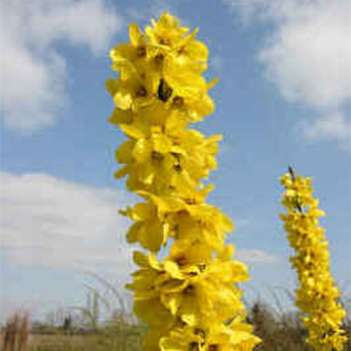 Van Zyverden Forsythia Magical® Gold 4