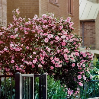 National Plant Network 3 gal Azalea Flame Creeper Live Shrub with