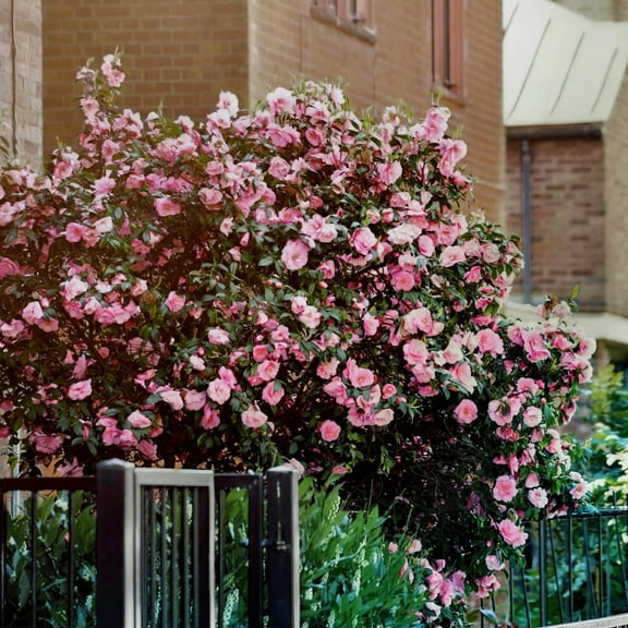 National Plant Network 1 gal High Fragrance Camellia Japonica Live Shrub with Partial Sunlight