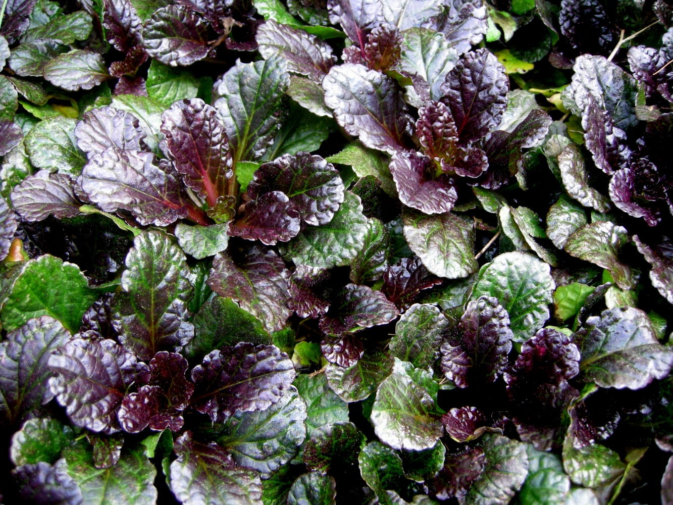 Black Scallop Bugleweed - Ajuga - NEW! - Darkest Form - Quart Pot