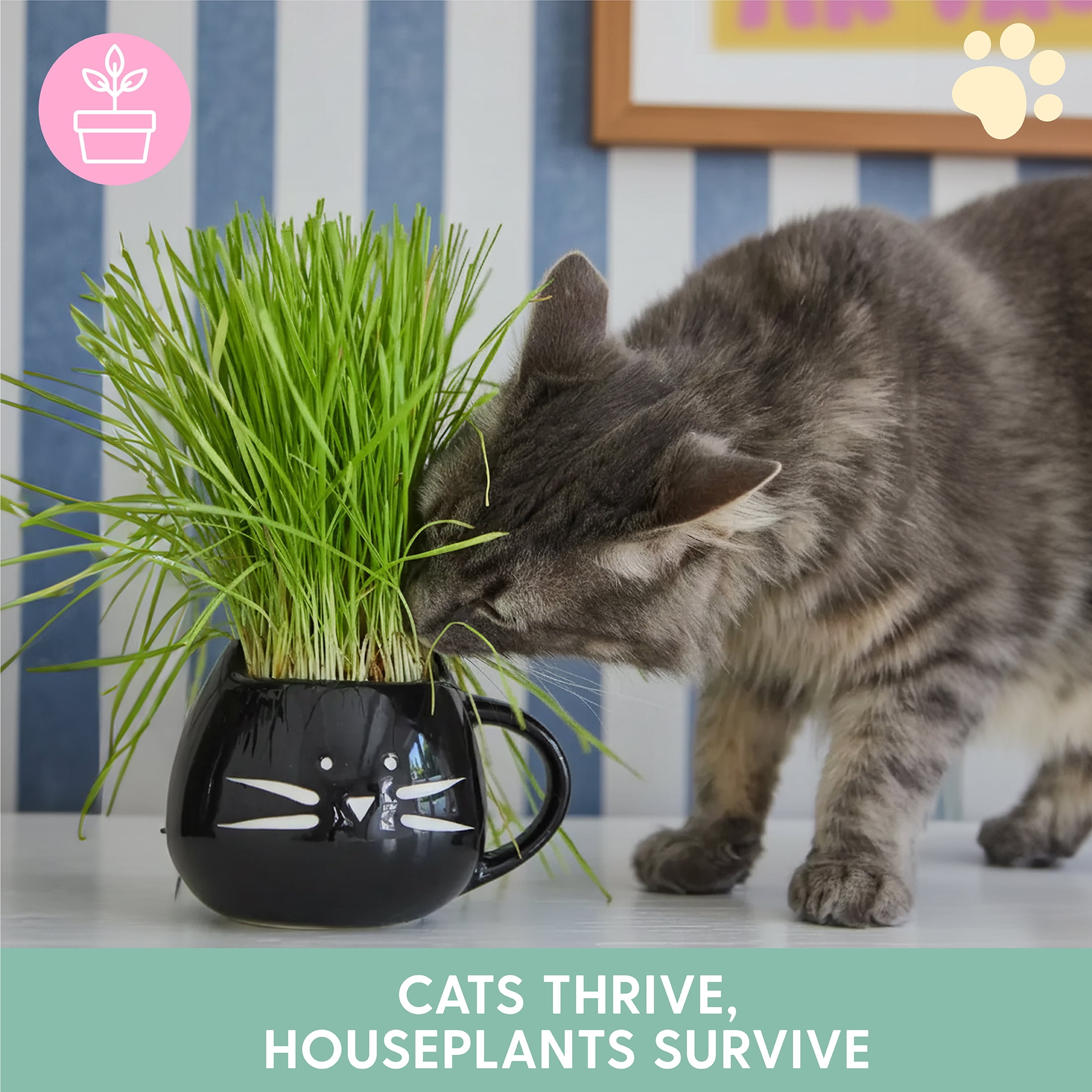 The Cat Ladies Black Cat Mug Pet Grass Grow Kit, Organic Blend