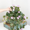 thumbnail image 5 of Cascading Lavender Silk Geranium Hanging Basket - For Indoor Spring and Summer Arrangements and Home Decor, 5 of 5
