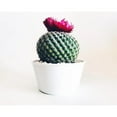 thumbnail image 5 of Horticultural Pumice 2 Qt., 1/4 In. Size Particle, 5 of 7