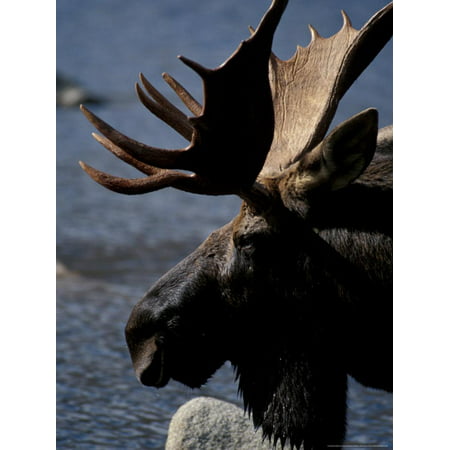Bull Moose at Whidden Pond, Baxter State Park, Maine, USA Print Wall Art By Jerry & Marcy (Best Moose Tours In Maine)