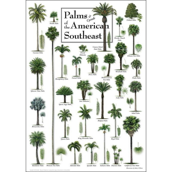 Palms of the American Southeast Puzzle