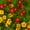 Other, variant on Signet Marigold Flower Garden Seeds - Gem Series - Lemon - 1000 Seeds - Annual Flower Gardening Seeds - Tagetes signata