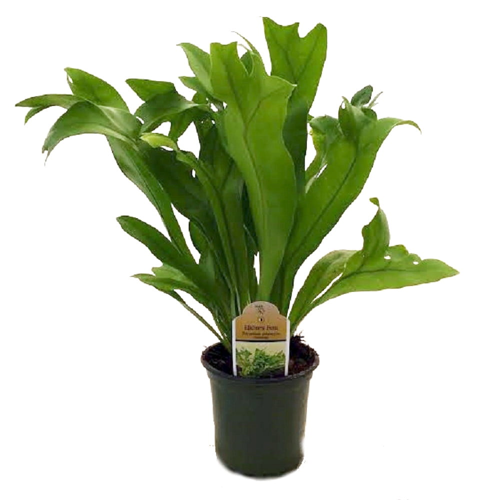Rare Elkhorn Fern Plant 4&quot; pot Polypodium polycarpon