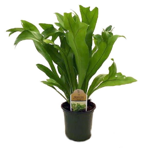 Rare Elkhorn Fern Plant - 4" Pot - Polypodium polycarpon