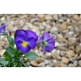 thumbnail image 2 of Halo Violet Hardy Violet Perennial  - Viola - Quart Pot - Live Plant, 2 of 4