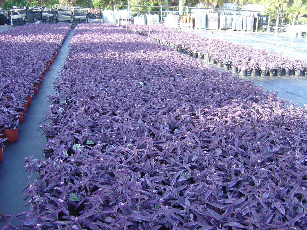 Full Shade Drought Tolerant Ground Cover Queen Type Of Shed Crossword 