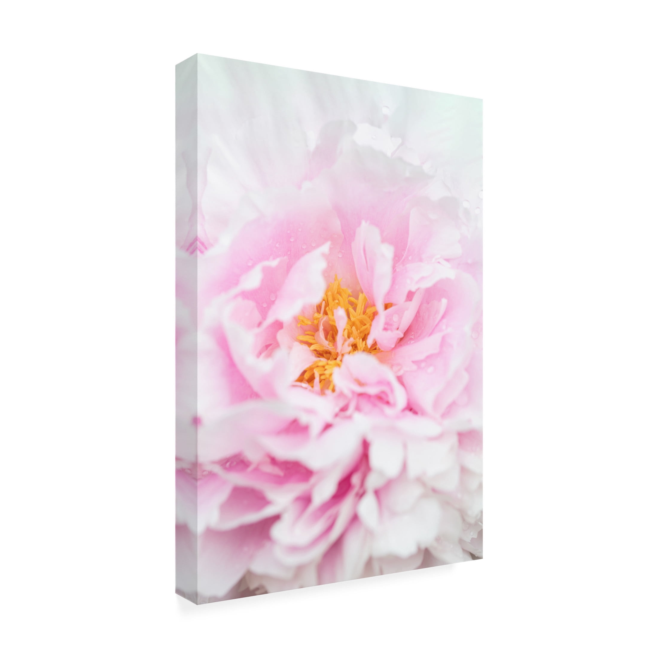 Trademark Fine Art Pictufy Studio Peony 6 Canvas Wall Art