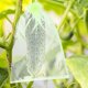 thumbnail image 4 of 30 piezas de bolsas de protección de uvas de 20x30cm, bolsas de protección de frutas verdes con cuerdas, bolsas de organza, bolsas de malla transparente para prevenir moscas de la fruta, avispas, inse, 4 of 5