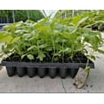 thumbnail image 3 of Set 2 Natahalla Thornless Raspberry Plants 4-7" Tall for Planting, Rubus Idaeus, Sweet Raspberry Plant, Raspberry Bush Plants for Garden, 3 of 5