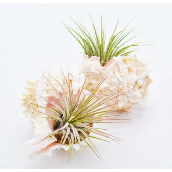 2-Pack: Air Plant in Pink Murex Shell - Complete Set for Beach House Decor / Dorm Room