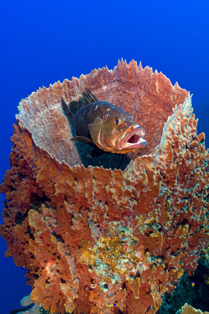 Red grouper in barrel sponge, Little Cayman Island. Poster Print by