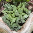 thumbnail image 3 of Crinkle Leaf Plant - 3 Live Starter Plants in 2 Inch Growers Pots - Adromischus Cristatus - Rare and Decorative Compact Easy Care Succulent, 3 of 7
