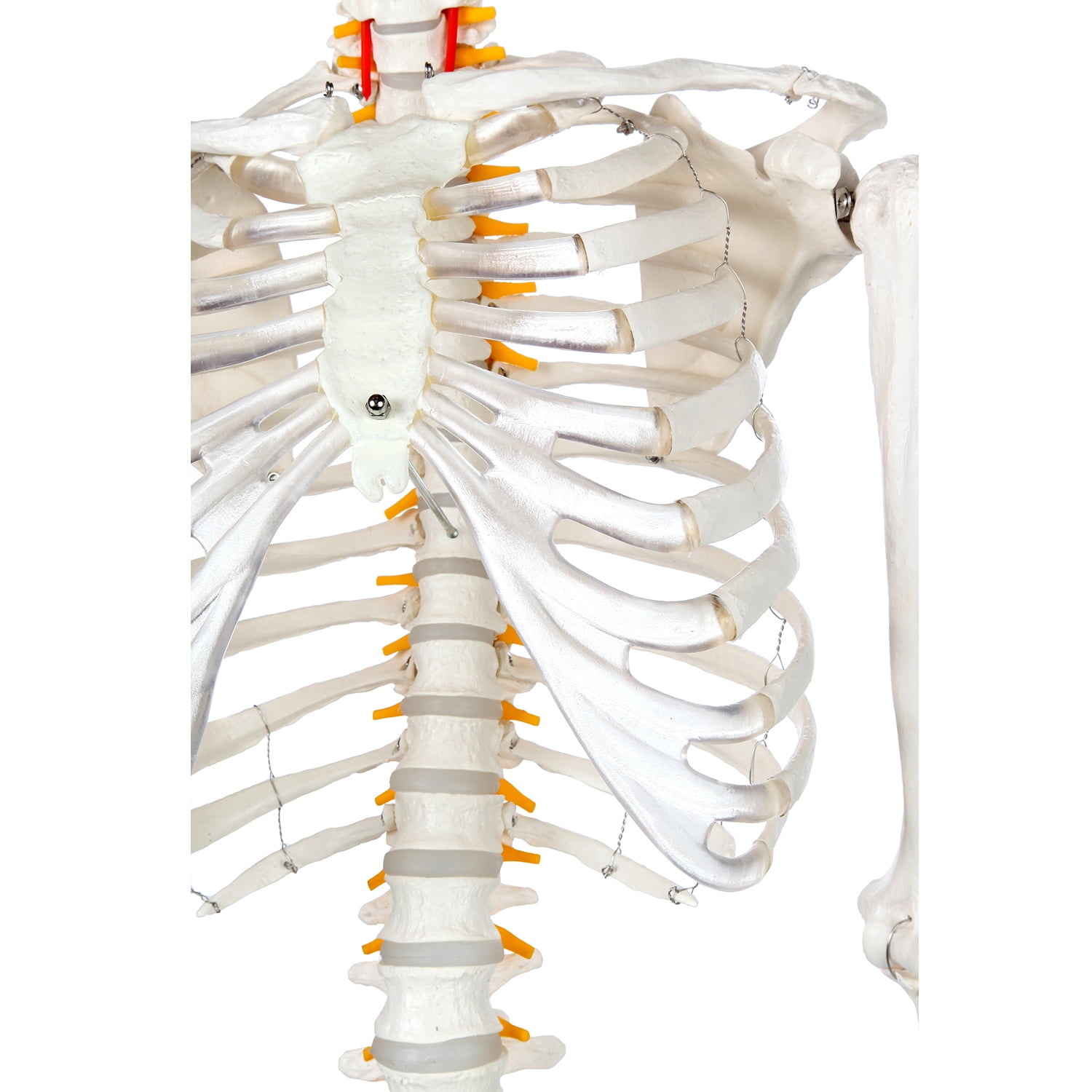 Numbering Guide Axis Scientific Classic Human Skeleton with Study ...