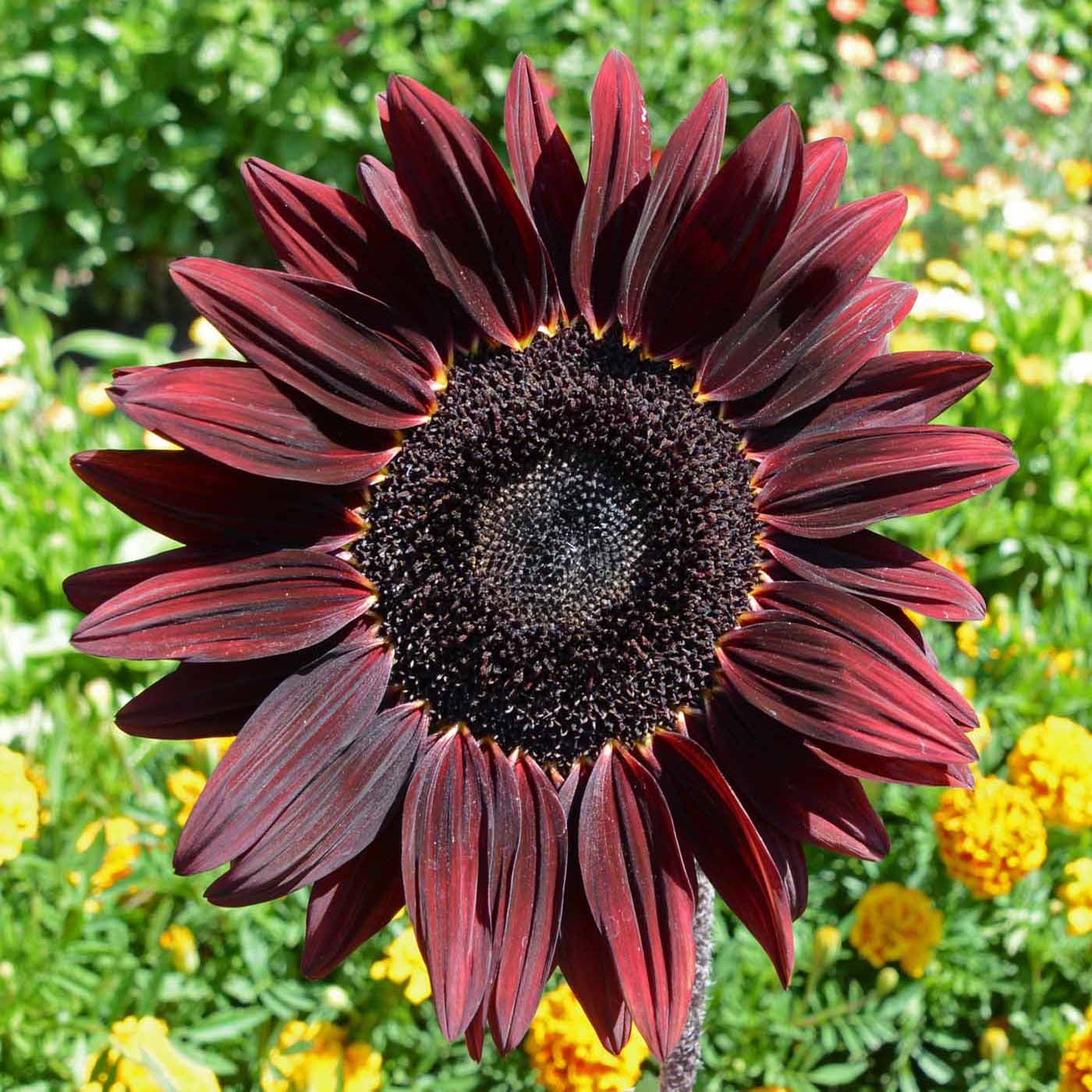 Helianthus Annuus Chocolate Cherry Sunflower Seeds - 1 LB
